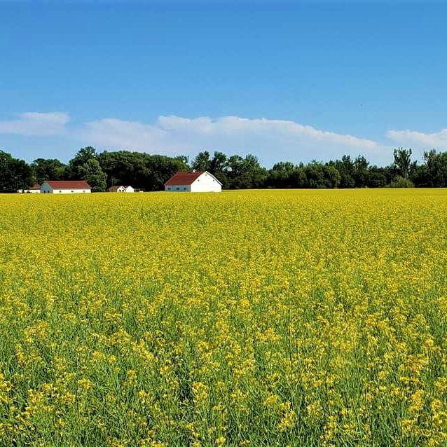 Image of a field of yellow wildflowers with a white house in the distance on a sunny day in Walla Walla, WA.
